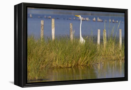 Great Egret Poses As A Wooden Plank In Marsh Grasses, Blackwater Wildlife Reserve In Cambridge, MD-Karine Aigner-Framed Premier Image Canvas