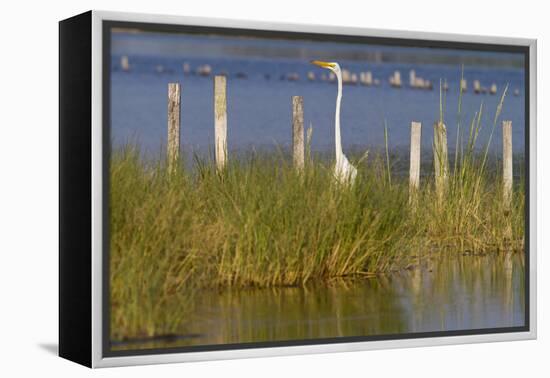 Great Egret Poses As A Wooden Plank In Marsh Grasses, Blackwater Wildlife Reserve In Cambridge, MD-Karine Aigner-Framed Premier Image Canvas