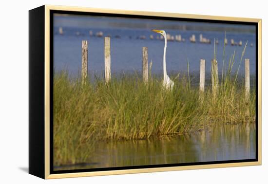 Great Egret Poses As A Wooden Plank In Marsh Grasses, Blackwater Wildlife Reserve In Cambridge, MD-Karine Aigner-Framed Premier Image Canvas