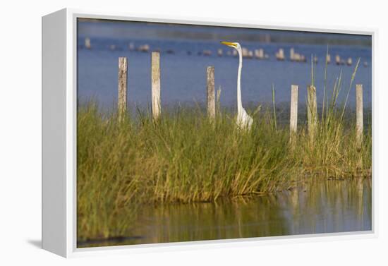 Great Egret Poses As A Wooden Plank In Marsh Grasses, Blackwater Wildlife Reserve In Cambridge, MD-Karine Aigner-Framed Premier Image Canvas