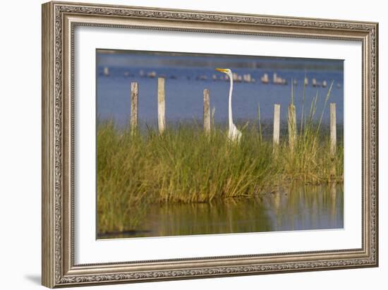 Great Egret Poses As A Wooden Plank In Marsh Grasses, Blackwater Wildlife Reserve In Cambridge, MD-Karine Aigner-Framed Photographic Print