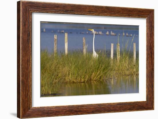 Great Egret Poses As A Wooden Plank In Marsh Grasses, Blackwater Wildlife Reserve In Cambridge, MD-Karine Aigner-Framed Photographic Print