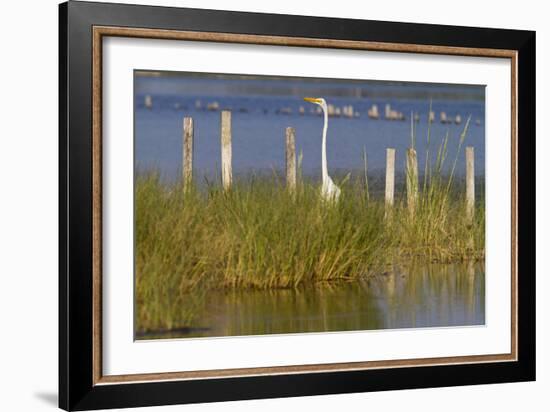 Great Egret Poses As A Wooden Plank In Marsh Grasses, Blackwater Wildlife Reserve In Cambridge, MD-Karine Aigner-Framed Photographic Print