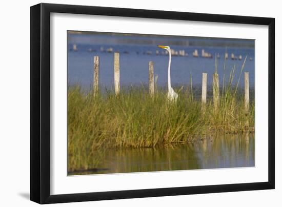 Great Egret Poses As A Wooden Plank In Marsh Grasses, Blackwater Wildlife Reserve In Cambridge, MD-Karine Aigner-Framed Photographic Print