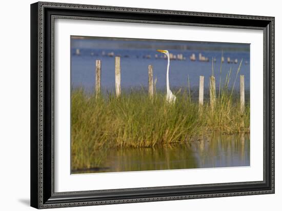 Great Egret Poses As A Wooden Plank In Marsh Grasses, Blackwater Wildlife Reserve In Cambridge, MD-Karine Aigner-Framed Photographic Print