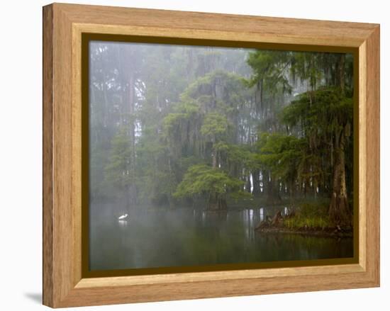 Great Egret Reflected in Foggy Cypress Swamp, Lake Martin, Louisiana, USA-Arthur Morris-Framed Premier Image Canvas