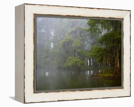 Great Egret Reflected in Foggy Cypress Swamp, Lake Martin, Louisiana, USA-Arthur Morris-Framed Premier Image Canvas