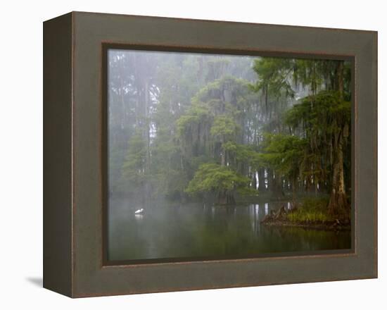 Great Egret Reflected in Foggy Cypress Swamp, Lake Martin, Louisiana, USA-Arthur Morris-Framed Premier Image Canvas