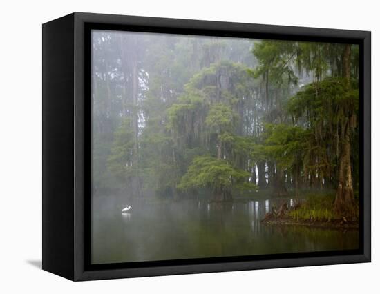 Great Egret Reflected in Foggy Cypress Swamp, Lake Martin, Louisiana, USA-Arthur Morris-Framed Premier Image Canvas