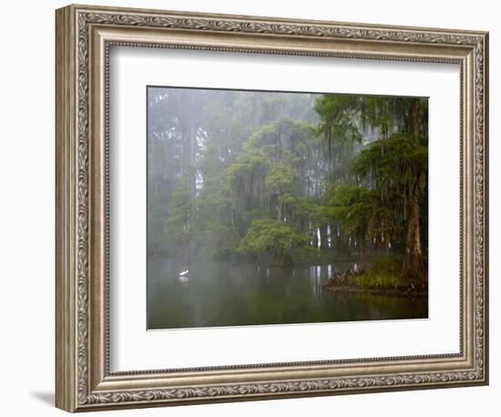 Great Egret Reflected in Foggy Cypress Swamp, Lake Martin, Louisiana, USA-Arthur Morris-Framed Photographic Print