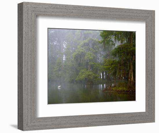 Great Egret Reflected in Foggy Cypress Swamp, Lake Martin, Louisiana, USA-Arthur Morris-Framed Photographic Print