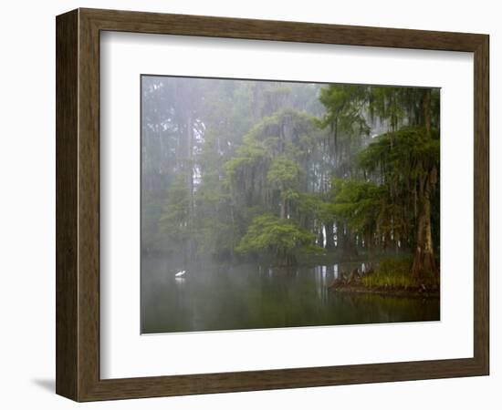 Great Egret Reflected in Foggy Cypress Swamp, Lake Martin, Louisiana, USA-Arthur Morris-Framed Photographic Print