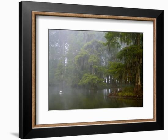 Great Egret Reflected in Foggy Cypress Swamp, Lake Martin, Louisiana, USA-Arthur Morris-Framed Photographic Print