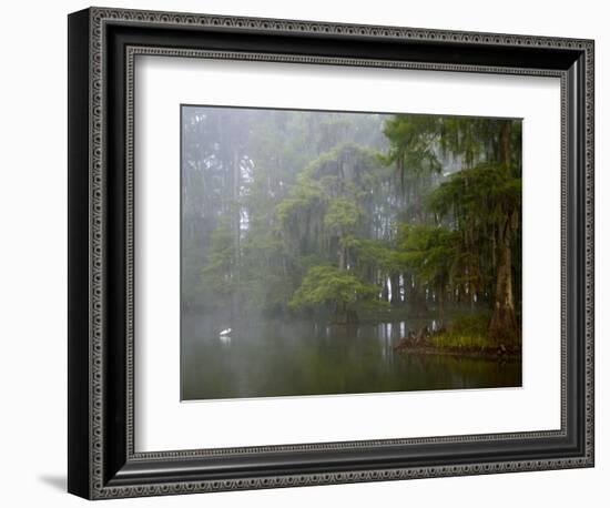 Great Egret Reflected in Foggy Cypress Swamp, Lake Martin, Louisiana, USA-Arthur Morris-Framed Photographic Print