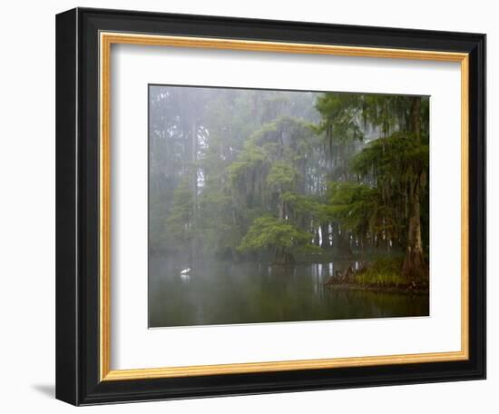 Great Egret Reflected in Foggy Cypress Swamp, Lake Martin, Louisiana, USA-Arthur Morris-Framed Photographic Print