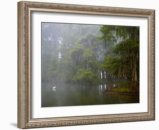 Great Egret Reflected in Foggy Cypress Swamp, Lake Martin, Louisiana, USA-Arthur Morris-Framed Photographic Print