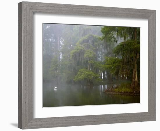 Great Egret Reflected in Foggy Cypress Swamp, Lake Martin, Louisiana, USA-Arthur Morris-Framed Photographic Print