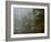 Great Egret Reflected in Foggy Cypress Swamp, Lake Martin, Louisiana, USA-Arthur Morris-Framed Photographic Print