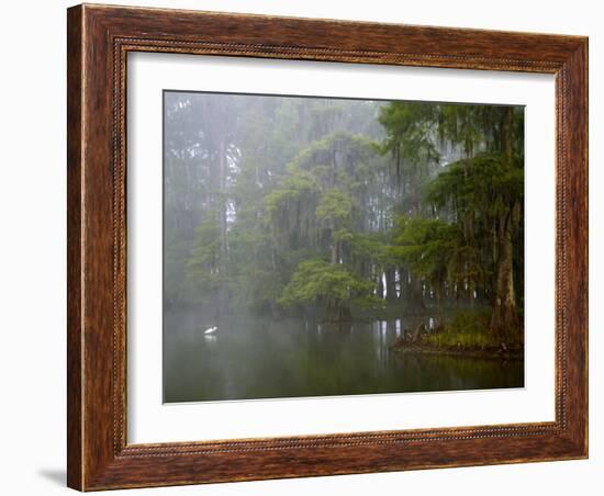 Great Egret Reflected in Foggy Cypress Swamp, Lake Martin, Louisiana, USA-Arthur Morris-Framed Photographic Print