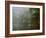 Great Egret Reflected in Foggy Cypress Swamp, Lake Martin, Louisiana, USA-Arthur Morris-Framed Photographic Print