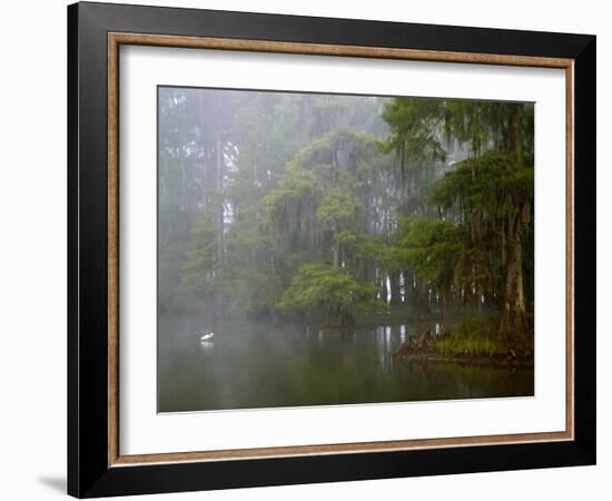 Great Egret Reflected in Foggy Cypress Swamp, Lake Martin, Louisiana, USA-Arthur Morris-Framed Photographic Print