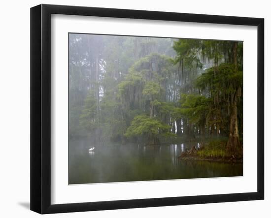 Great Egret Reflected in Foggy Cypress Swamp, Lake Martin, Louisiana, USA-Arthur Morris-Framed Photographic Print