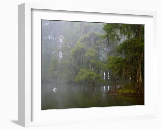 Great Egret Reflected in Foggy Cypress Swamp, Lake Martin, Louisiana, USA-Arthur Morris-Framed Photographic Print