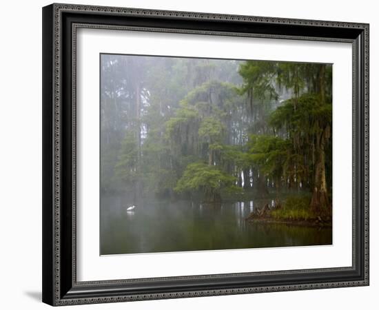 Great Egret Reflected in Foggy Cypress Swamp, Lake Martin, Louisiana, USA-Arthur Morris-Framed Photographic Print