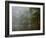 Great Egret Reflected in Foggy Cypress Swamp, Lake Martin, Louisiana, USA-Arthur Morris-Framed Photographic Print