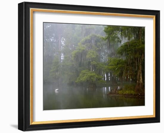 Great Egret Reflected in Foggy Cypress Swamp, Lake Martin, Louisiana, USA-Arthur Morris-Framed Photographic Print