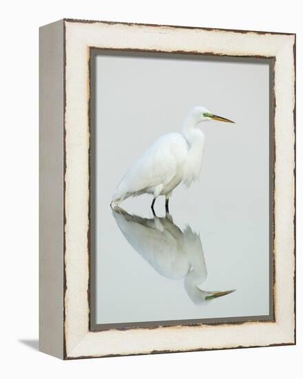 Great Egret Reflected-Arthur Morris-Framed Premier Image Canvas