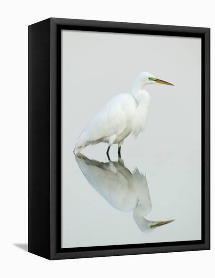 Great Egret Reflected-Arthur Morris-Framed Premier Image Canvas