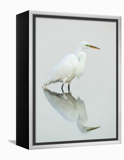 Great Egret Reflected-Arthur Morris-Framed Premier Image Canvas