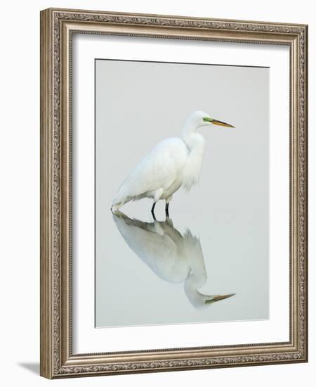 Great Egret Reflected-Arthur Morris-Framed Photographic Print