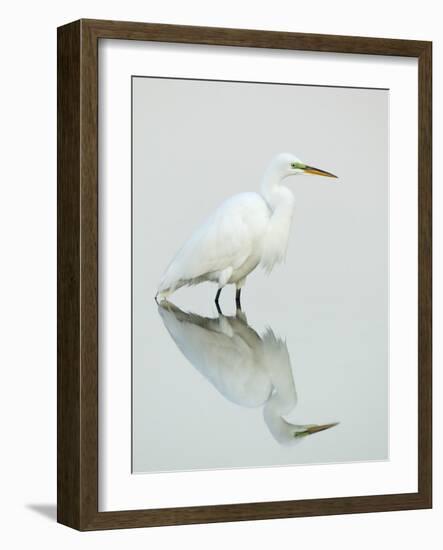 Great Egret Reflected-Arthur Morris-Framed Photographic Print