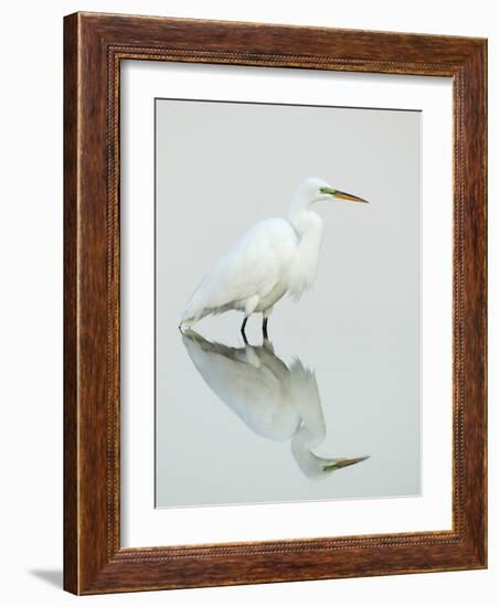 Great Egret Reflected-Arthur Morris-Framed Photographic Print