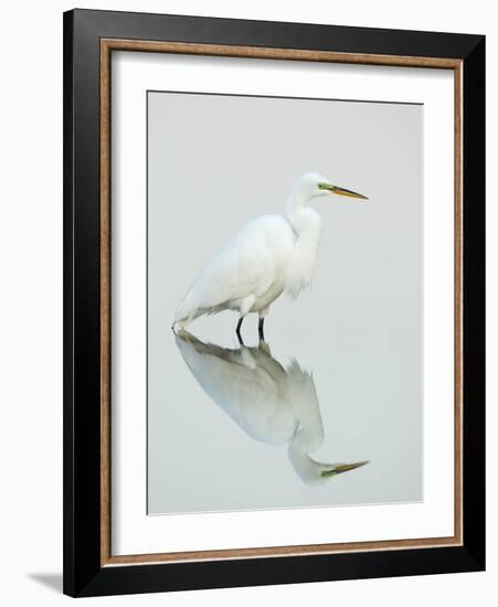 Great Egret Reflected-Arthur Morris-Framed Photographic Print