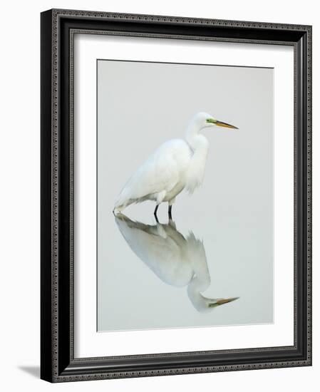 Great Egret Reflected-Arthur Morris-Framed Photographic Print