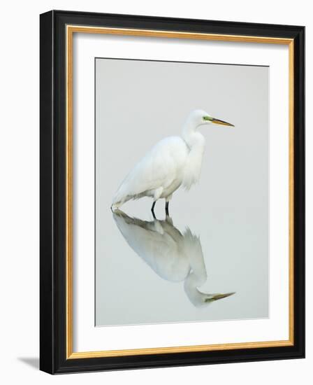 Great Egret Reflected-Arthur Morris-Framed Photographic Print