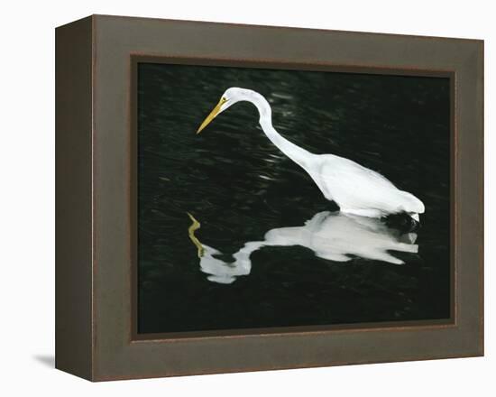 Great Egret Reflection in Water, Ding Darling National Wildlife Refuge, Florida, USA-Jim Zuckerman-Framed Premier Image Canvas