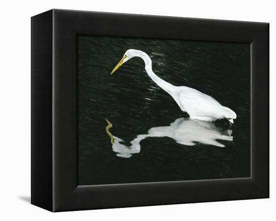 Great Egret Reflection in Water, Ding Darling National Wildlife Refuge, Florida, USA-Jim Zuckerman-Framed Premier Image Canvas