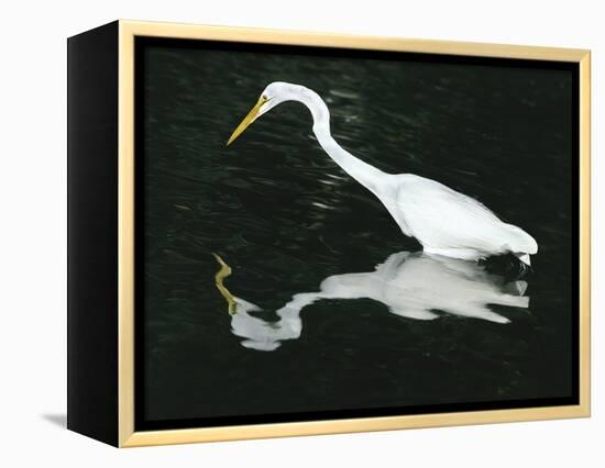 Great Egret Reflection in Water, Ding Darling National Wildlife Refuge, Florida, USA-Jim Zuckerman-Framed Premier Image Canvas