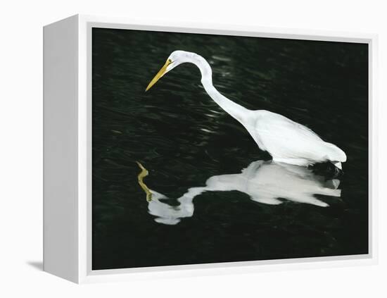 Great Egret Reflection in Water, Ding Darling National Wildlife Refuge, Florida, USA-Jim Zuckerman-Framed Premier Image Canvas