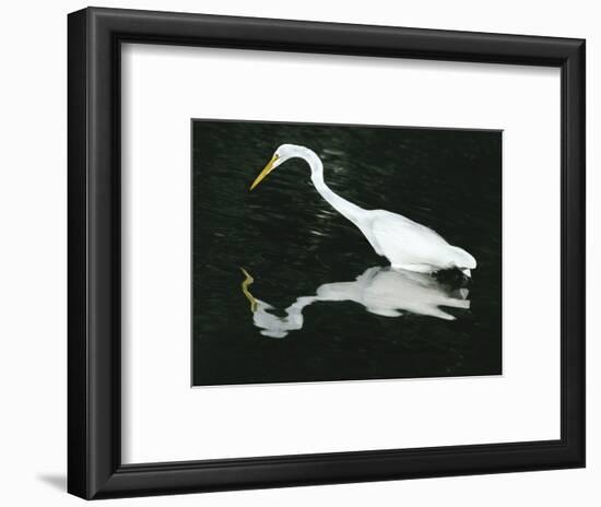 Great Egret Reflection in Water, Ding Darling National Wildlife Refuge, Florida, USA-Jim Zuckerman-Framed Photographic Print