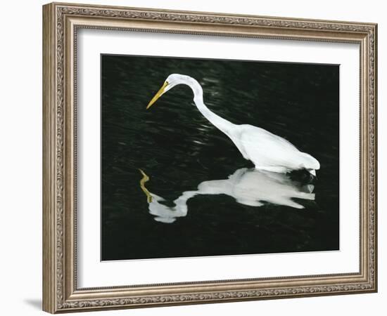 Great Egret Reflection in Water, Ding Darling National Wildlife Refuge, Florida, USA-Jim Zuckerman-Framed Photographic Print
