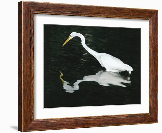 Great Egret Reflection in Water, Ding Darling National Wildlife Refuge, Florida, USA-Jim Zuckerman-Framed Photographic Print