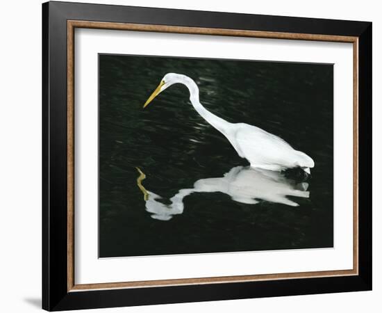 Great Egret Reflection in Water, Ding Darling National Wildlife Refuge, Florida, USA-Jim Zuckerman-Framed Photographic Print