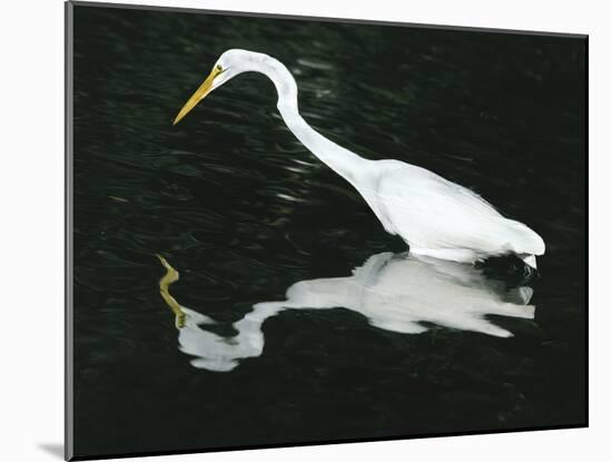 Great Egret Reflection in Water, Ding Darling National Wildlife Refuge, Florida, USA-Jim Zuckerman-Mounted Photographic Print
