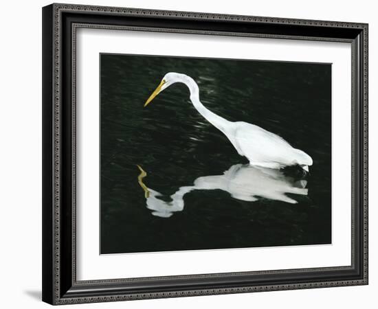 Great Egret Reflection in Water, Ding Darling National Wildlife Refuge, Florida, USA-Jim Zuckerman-Framed Photographic Print