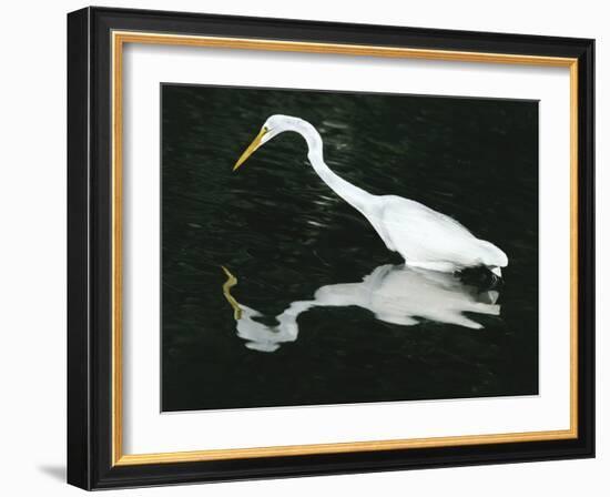 Great Egret Reflection in Water, Ding Darling National Wildlife Refuge, Florida, USA-Jim Zuckerman-Framed Photographic Print